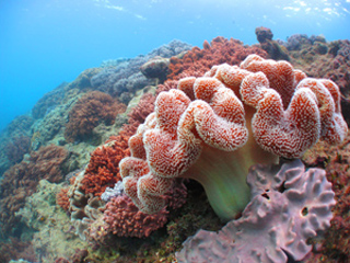 Arrecifes Carles Reef, Mar Rojo